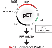 pet-plasmid.png